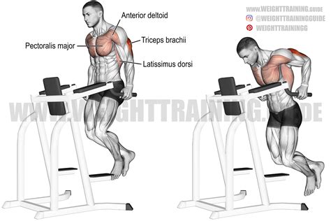 Dips are one of the best exercises for building a bigger chest, but only if you avoid the common mistakes people make when doing them. At best, if done prop...